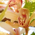 Heirloom Orchids