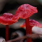 Red Fungi Friends